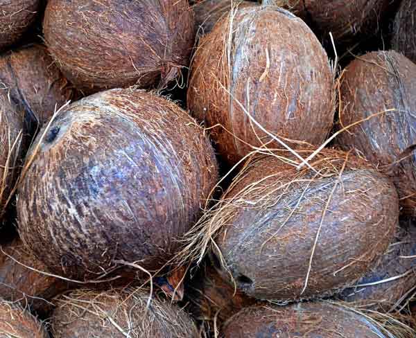 Coconut Market Update