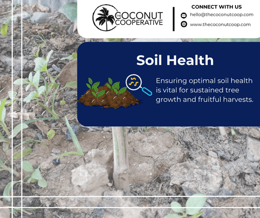 The importance of soil health in coconut growth - The Coconut Cooperative -