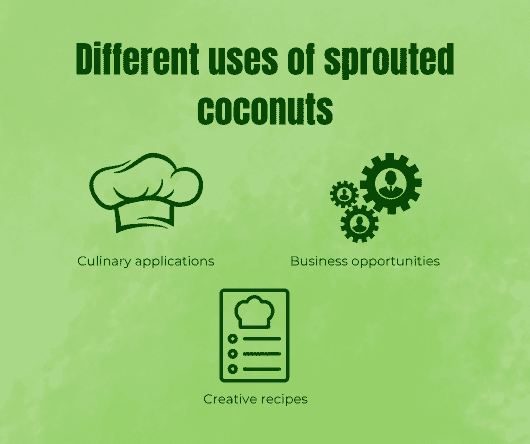 Different uses of sprouted coconuts - The Coconut Cooperative -