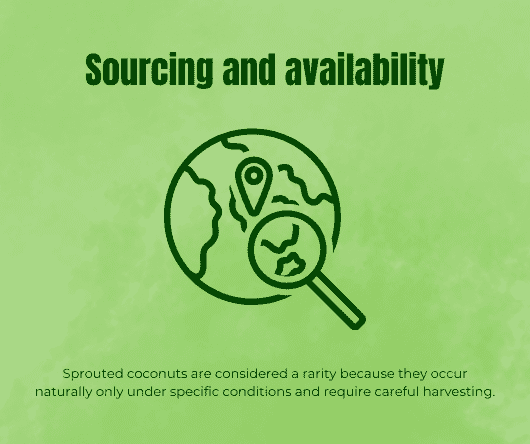 Sourcing and availability of sprouted coconuts - The Coconut Cooperative -