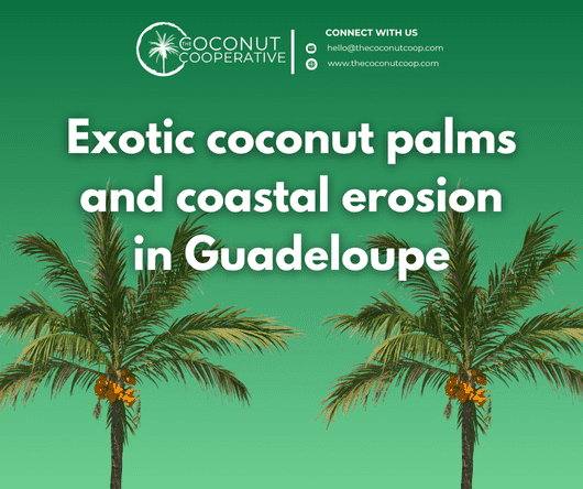 Exotic coconut palms and coastal erosion in Guadeloupe