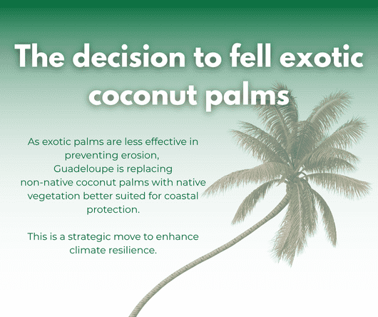 The decision to fell exotic coconut palms - The Coconut Cooperative -