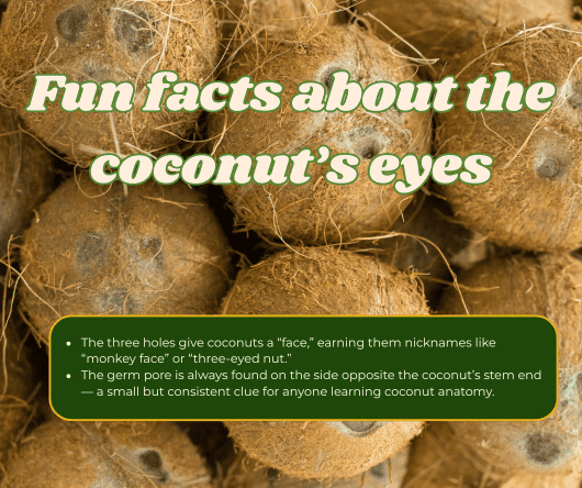 Fun facts about the coconut's eyes - The Coconut Cooperative -
