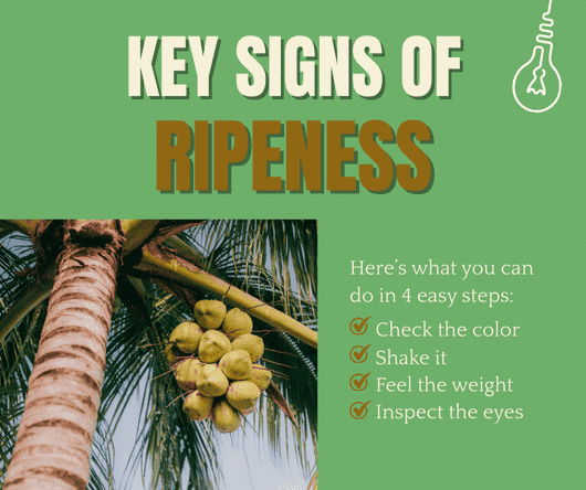 What are the key signs of ripeness in coconuts? - The Coconut Cooperative -