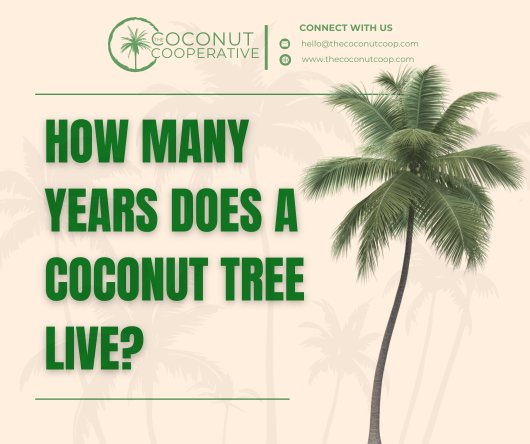 How many years does a coconut tree live?