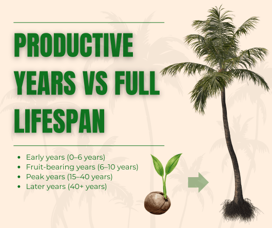 Productive years VS full lifespan of a coconut tree - The Coconut Cooperative -