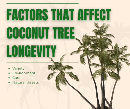 What are the factors that affect coconut tree longevity? - The Coconut Cooperative -