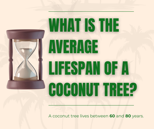 What is the average lifespan of a coconut tree? - The Coconut Cooperative -