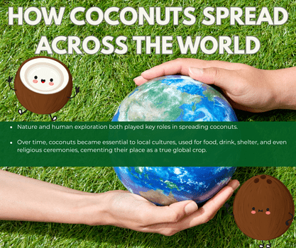 How do coconuts spread across the world? - The Coconut Cooperative -