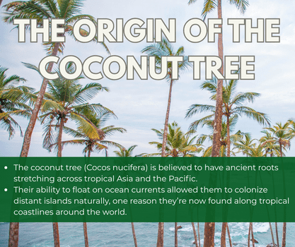 What is the origin of the coconut tree? - The Coconut Cooperative -